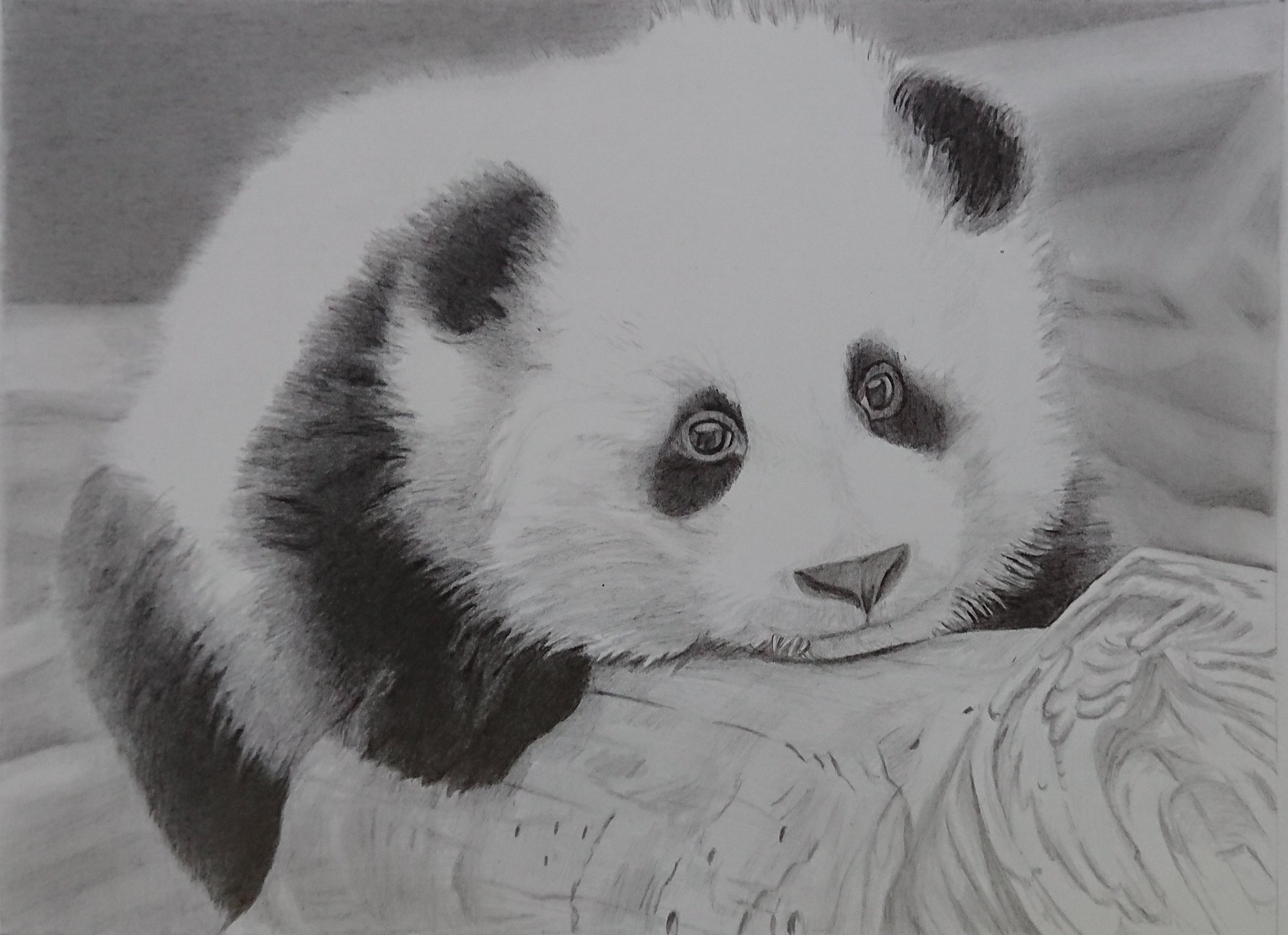 cute panda drawings in pencil