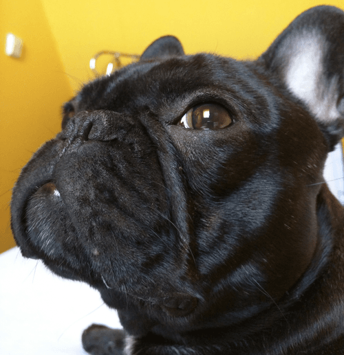 Carlos the frenchie