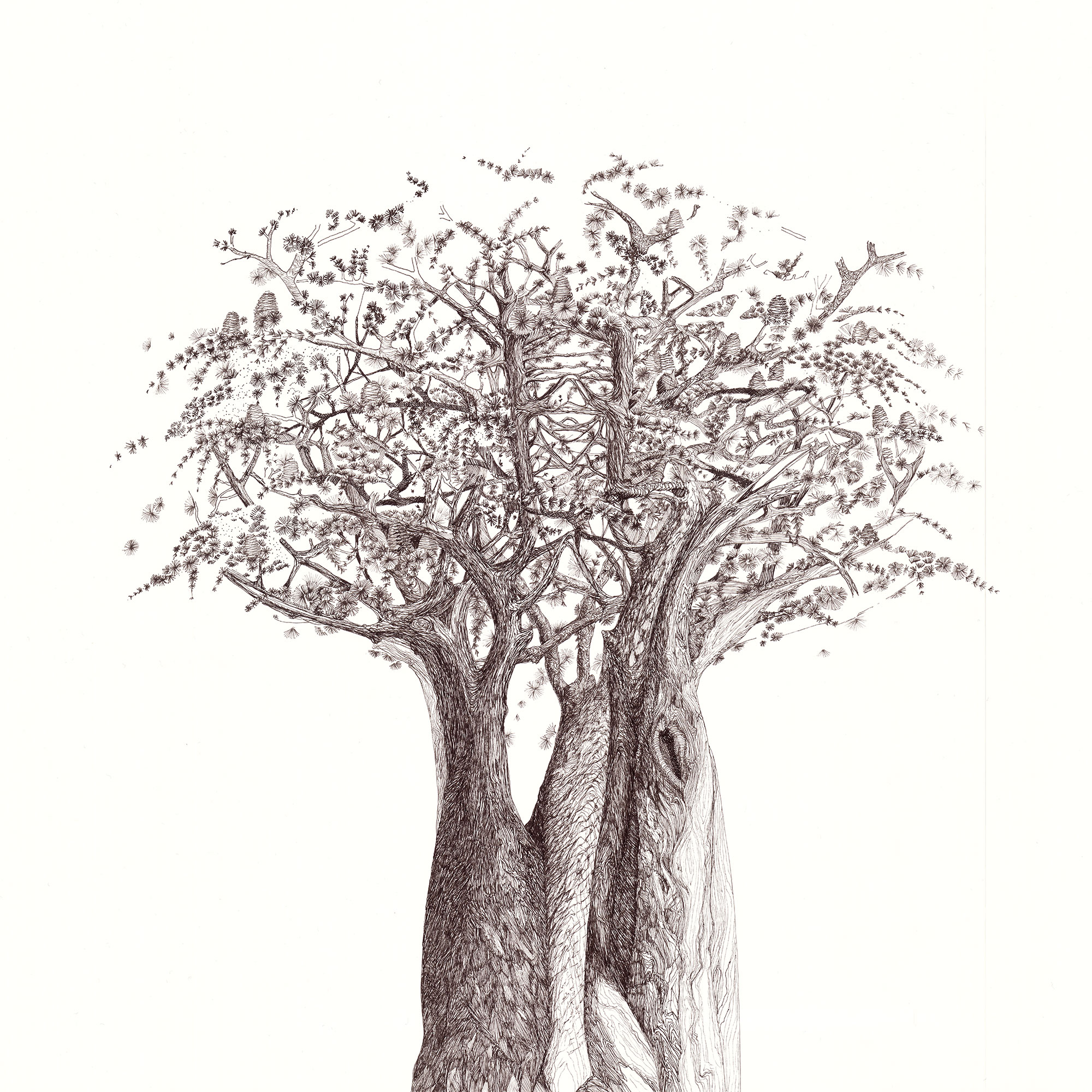 Sketched Cedar