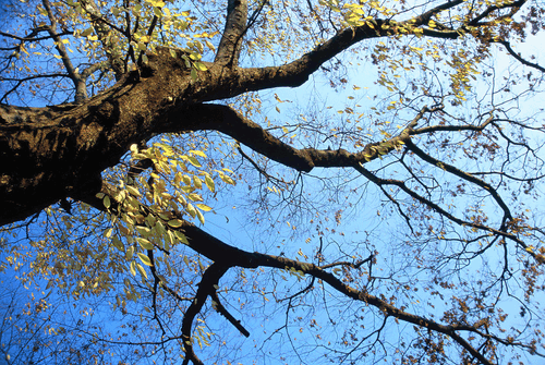 roundman  (roundman) Farcaster social identity (Fname handle) PFP