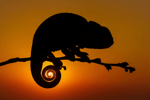 A chameleon appearing to grasp the sun with its tail