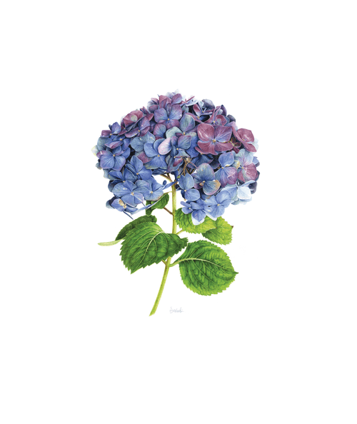 French hydrangea