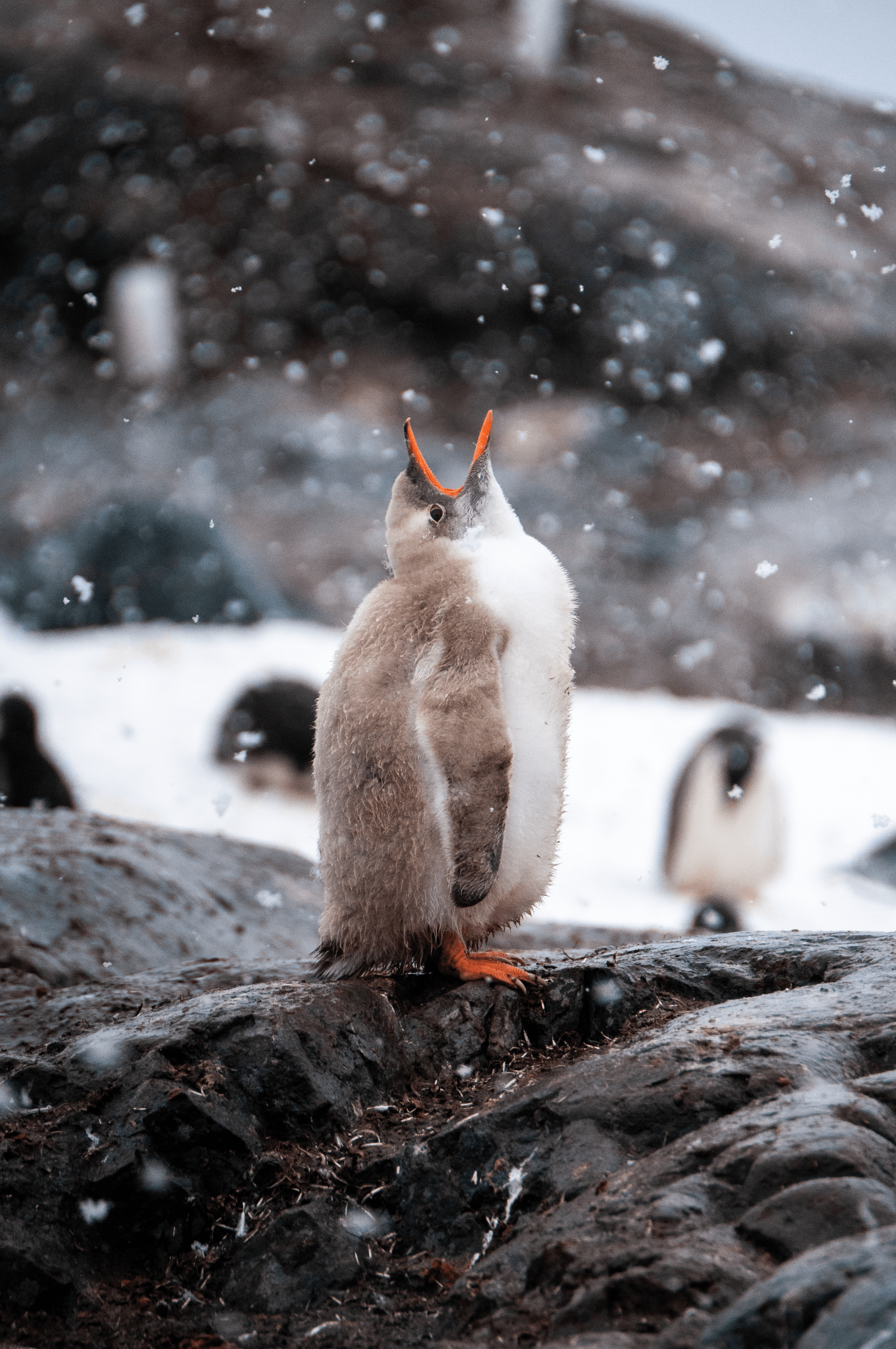 Catching Snowflakes - Lucy The Rare White Leucistic Penguin Chick in Antarctica