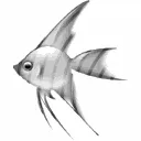 PTEROPHYLLUM (AngelFish) collection image