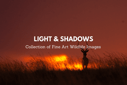 Light & Shadows: Fine Art Wildlife Images collection image