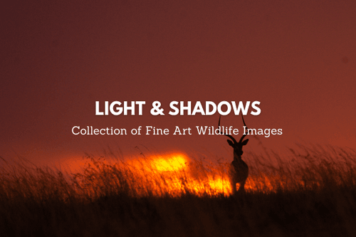 Light & Shadows: Fine Art Wildlife Images