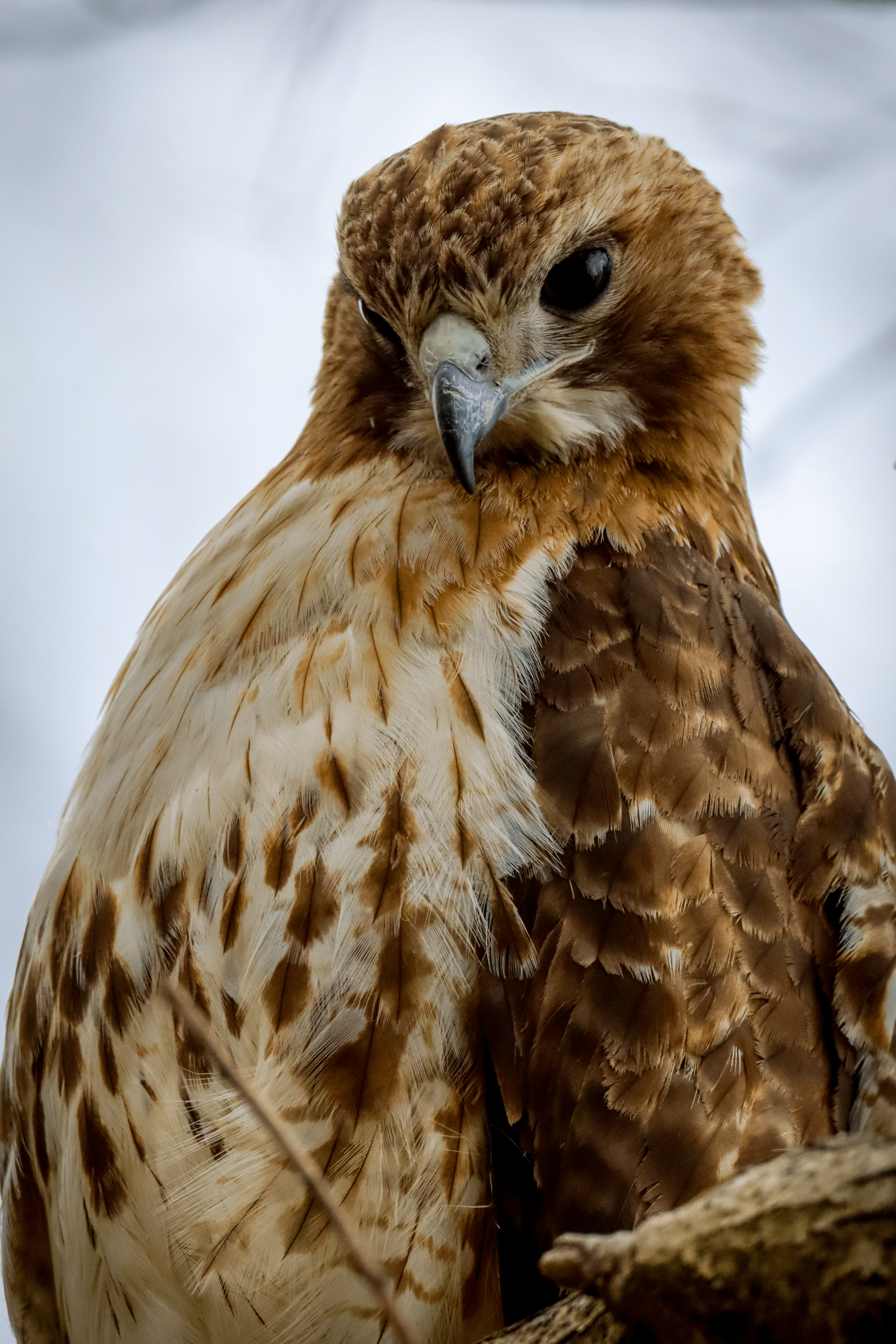 2022-04-26: This Hawk Thinks You're Cute