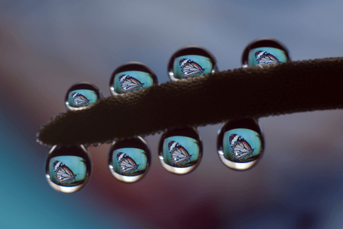 drops and macro