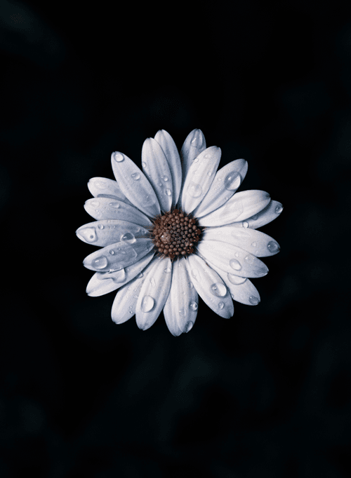 Petals and Drops