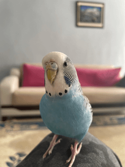 My Beautiful Budgie collection image