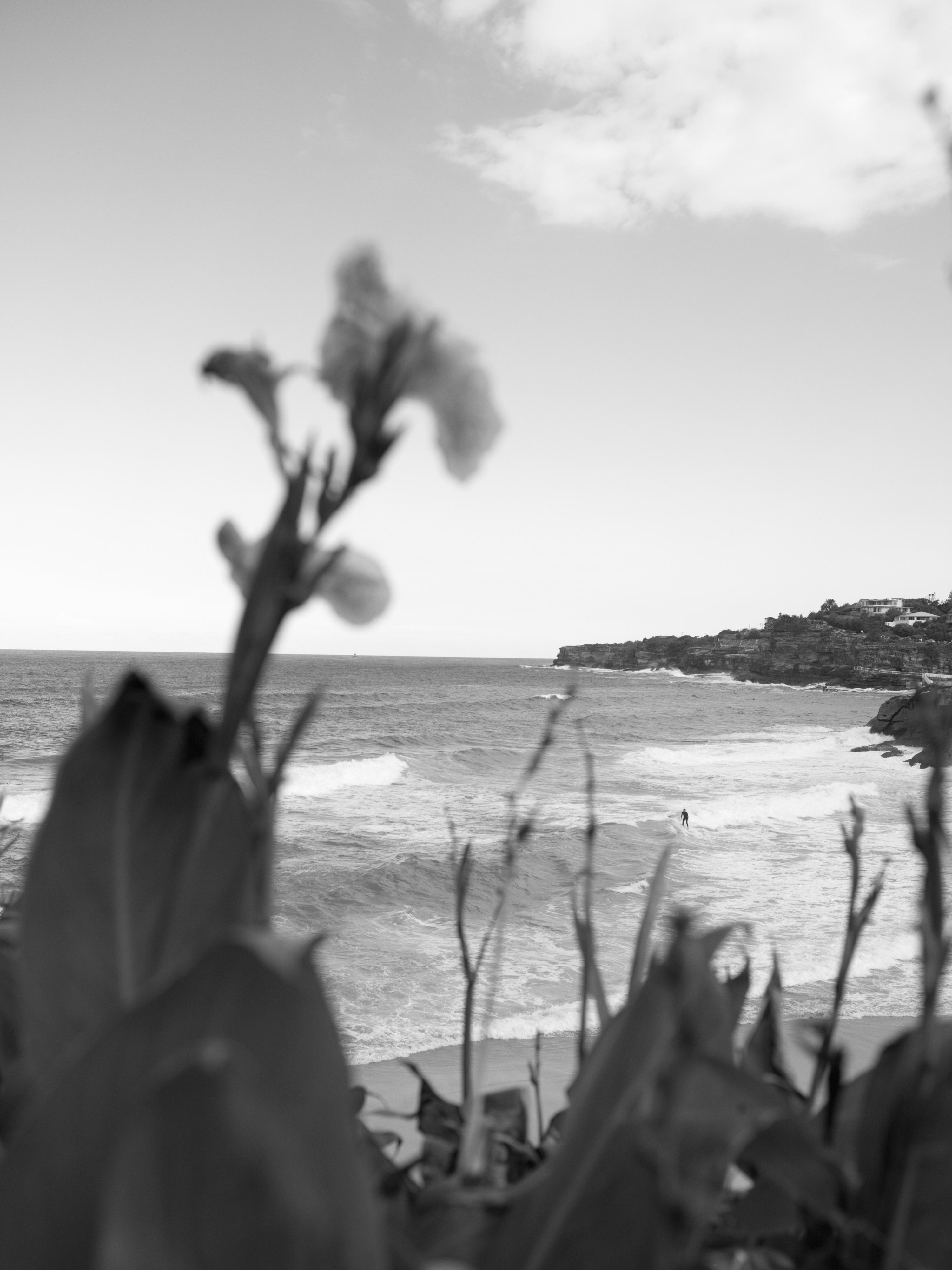 Flower and surfer