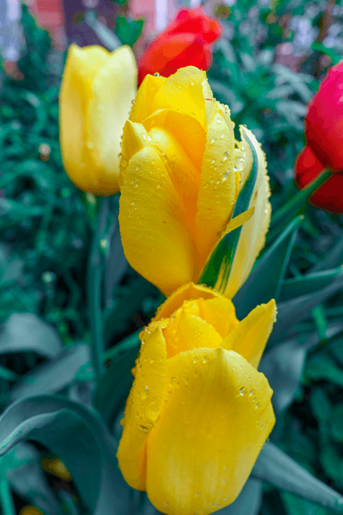 Tulip after the rain.