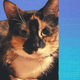 Cats Rule the Internet