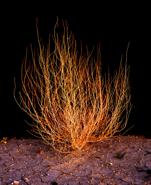 Tumbleweed, Terlingua, Tx, 2008
