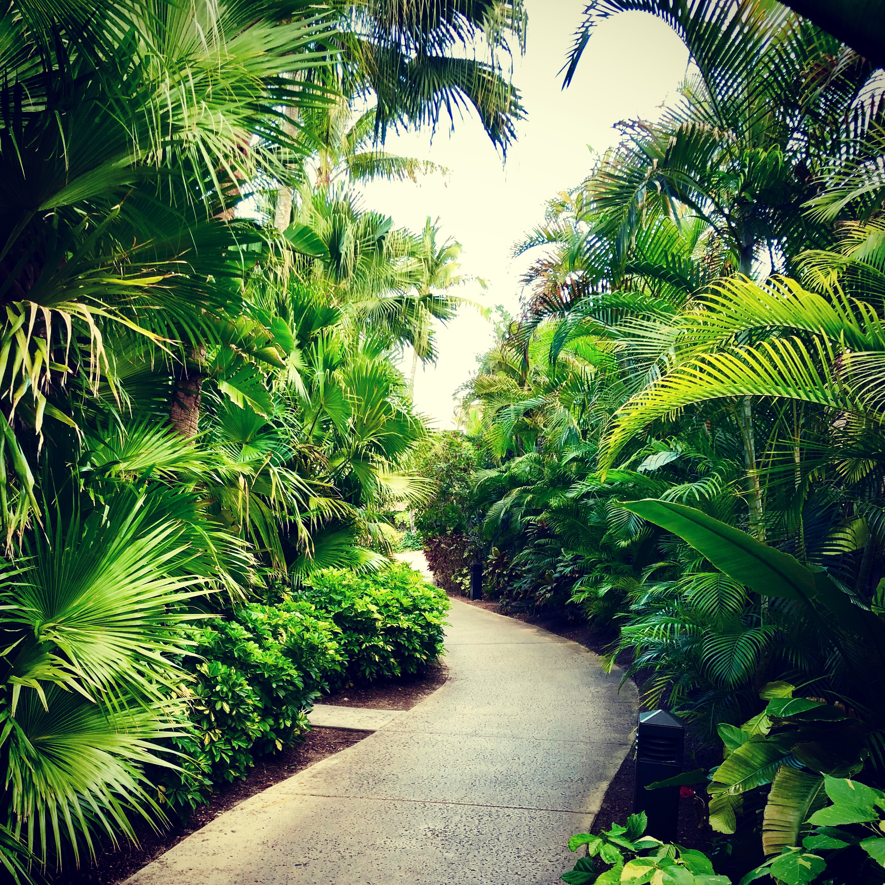 Tropical walk.