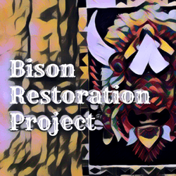 Bison Resotration Project collection image