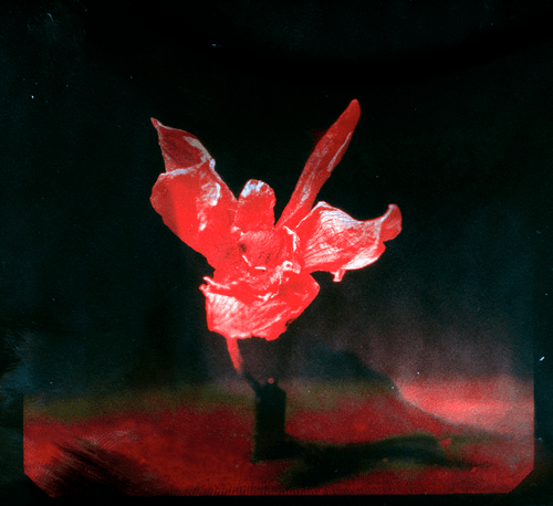 Analog Flora #1