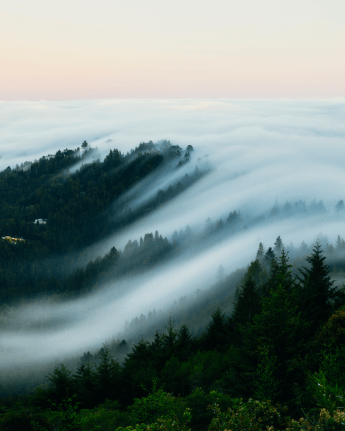 A Symphony of Fog #25