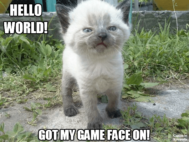cute kitten meme