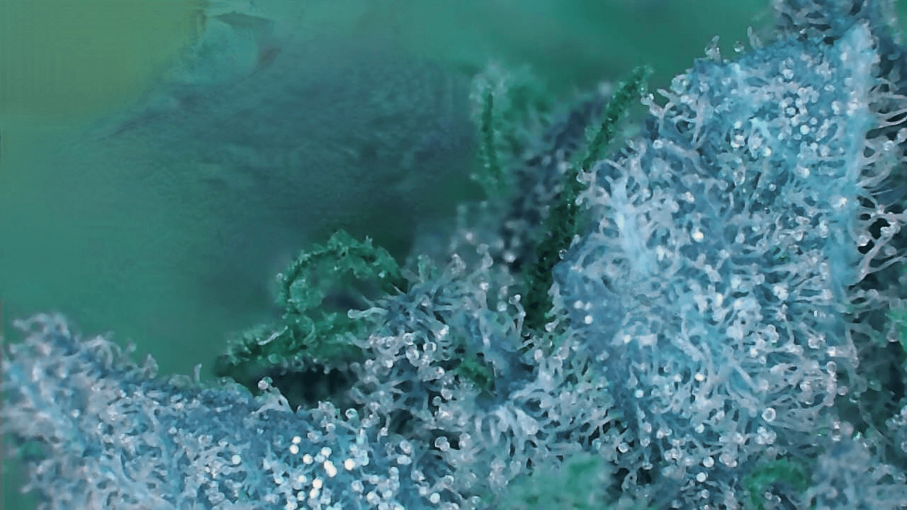 Bluewater Network - Collection | OpenSea