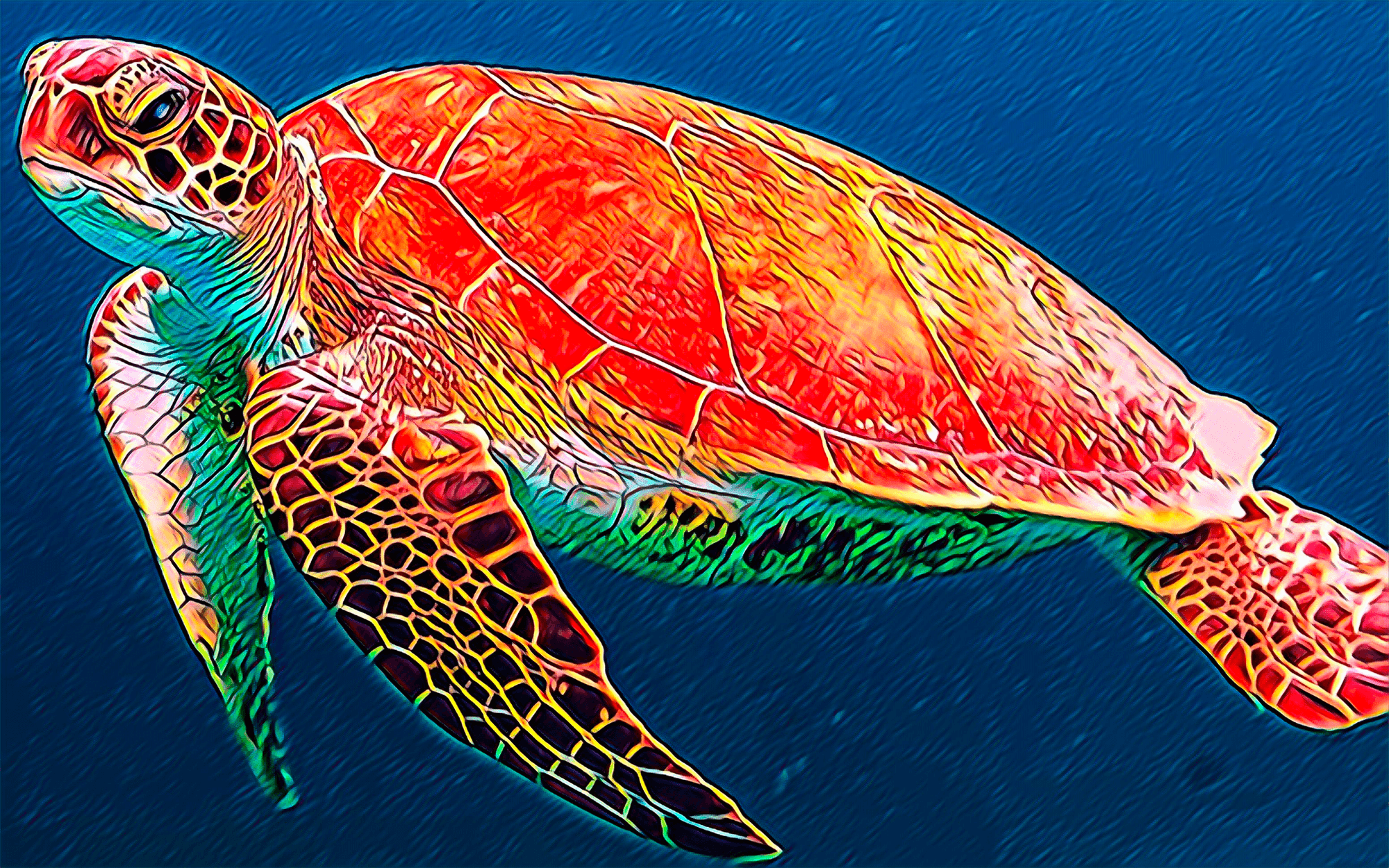 Alpha Turtle Boxgallery Opensea