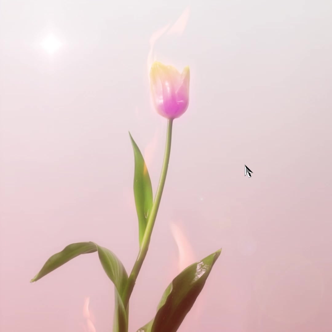 Burning Tulip