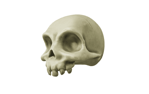 raw skull 3d model