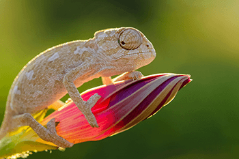 Tiny baby chameleons