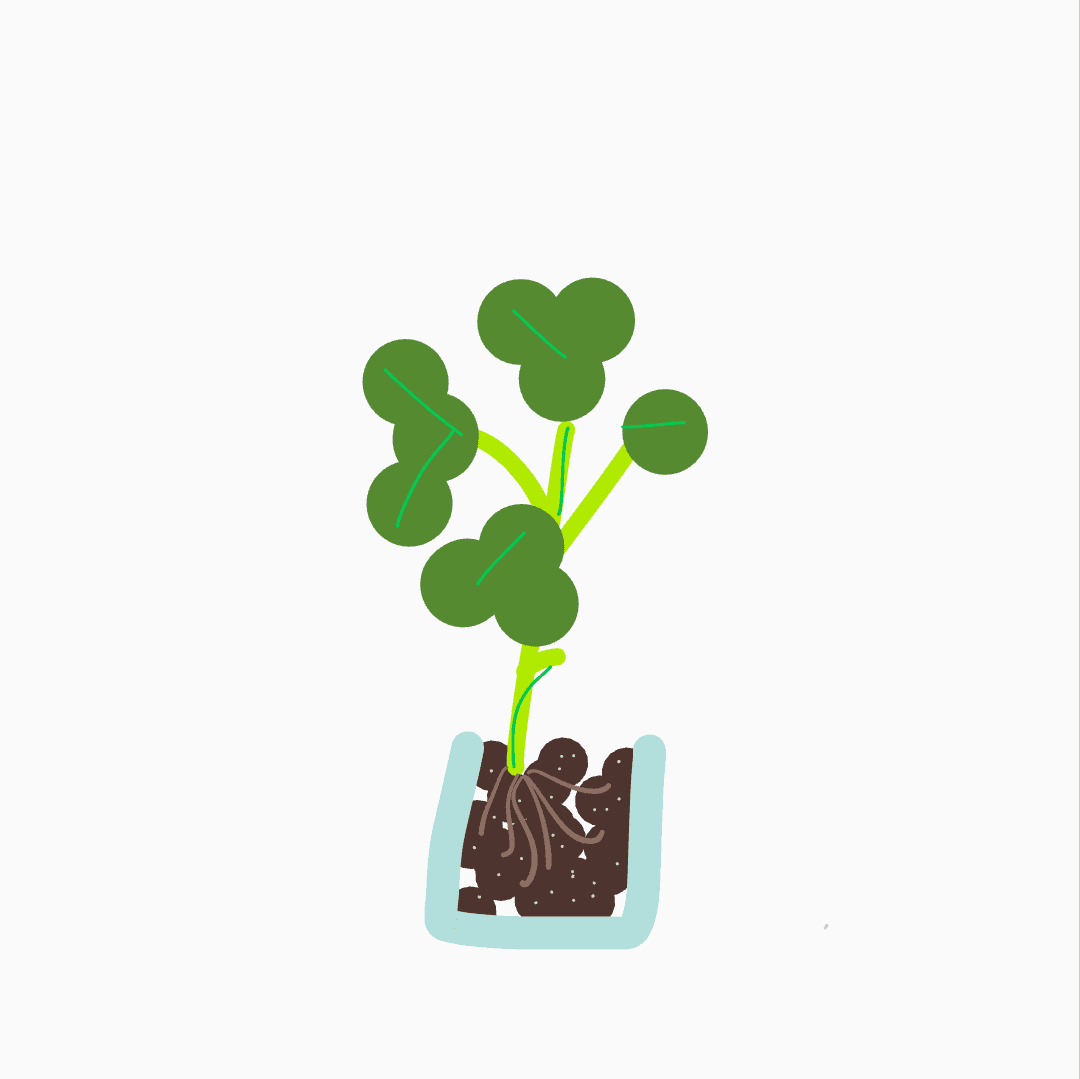 plant-zones-collection-opensea