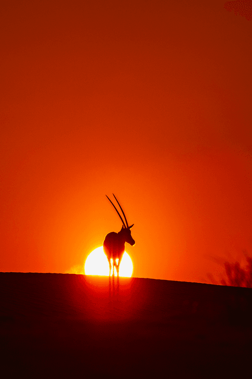 The Majestic Arabian Oryx