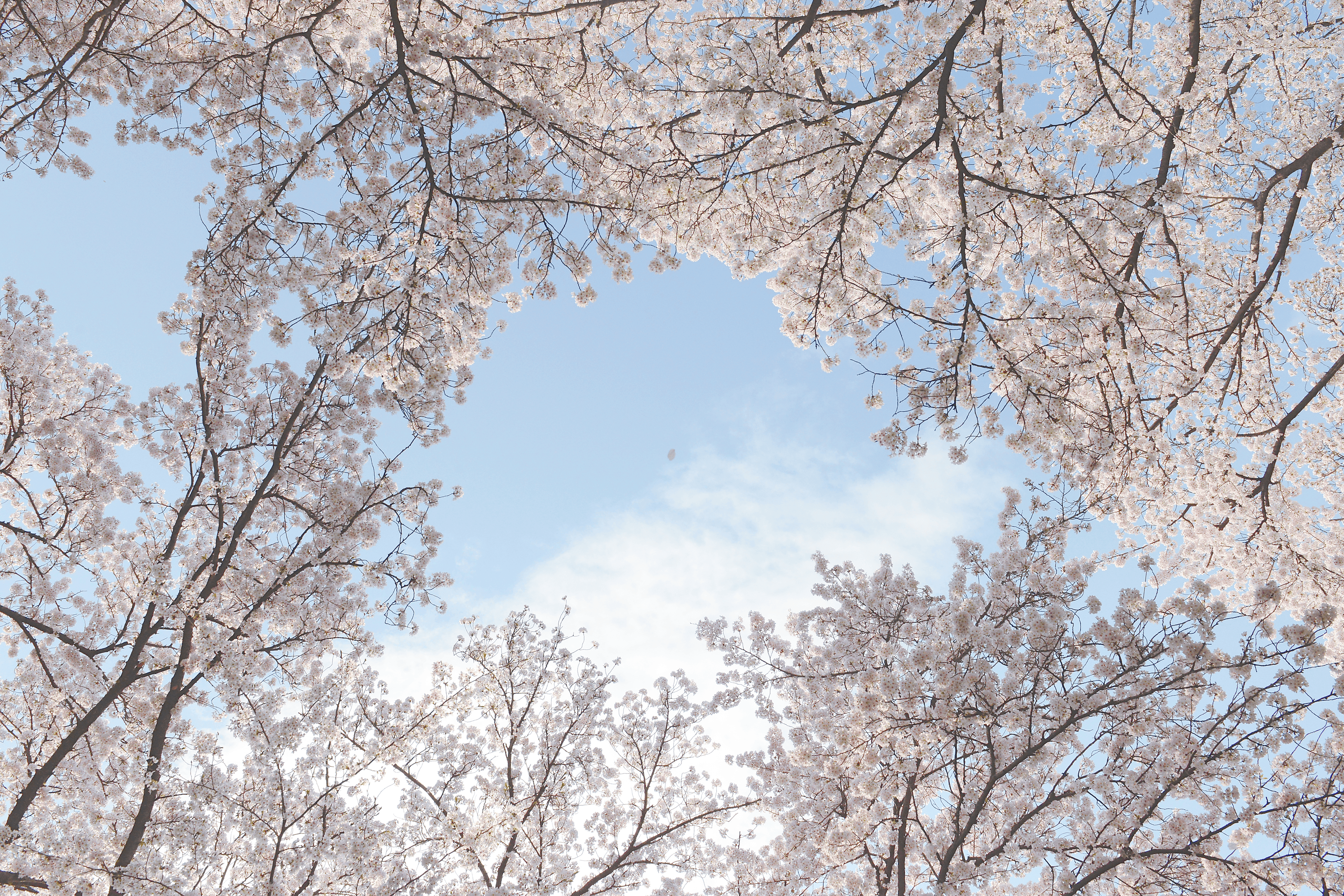 SAKURA (Cherry Blossoms)