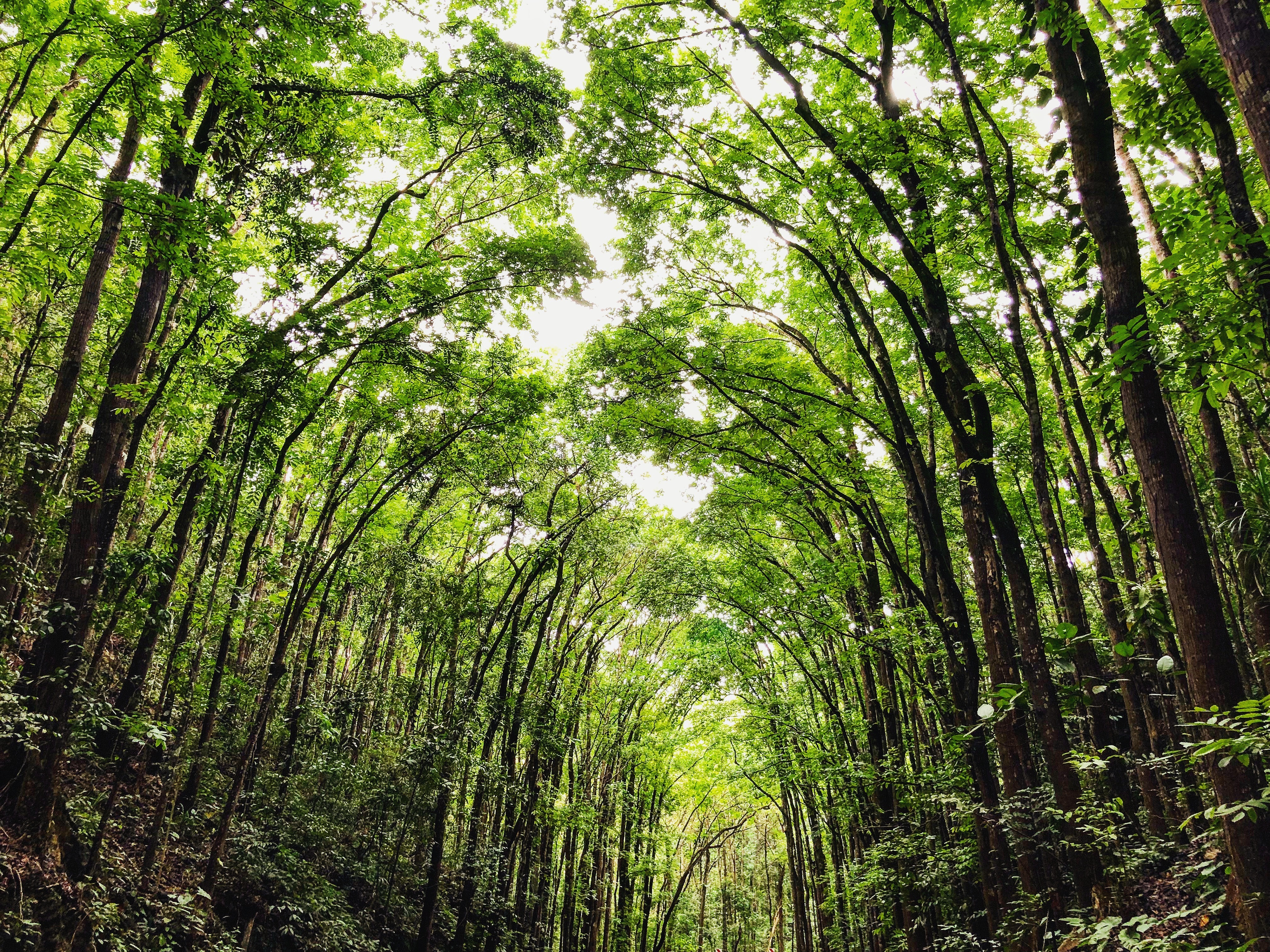 #16 Philippines Bohol - Mahogany Forest