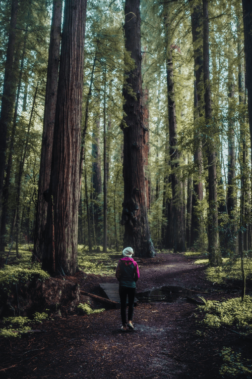 Among the Giants