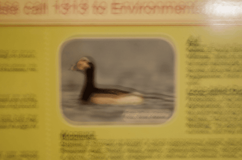 Image of a Sacred Waterfowl, Coloured circa 2022