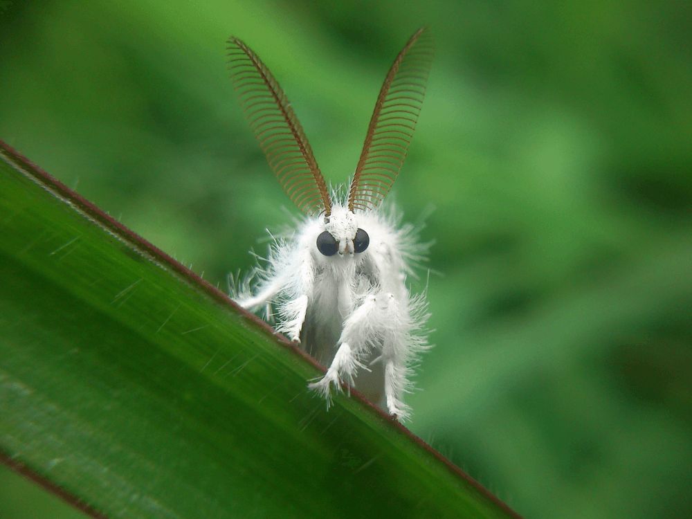 Are Poodle Of Moths Real