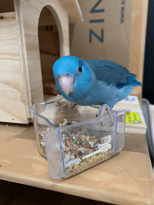 249 Pixel bird