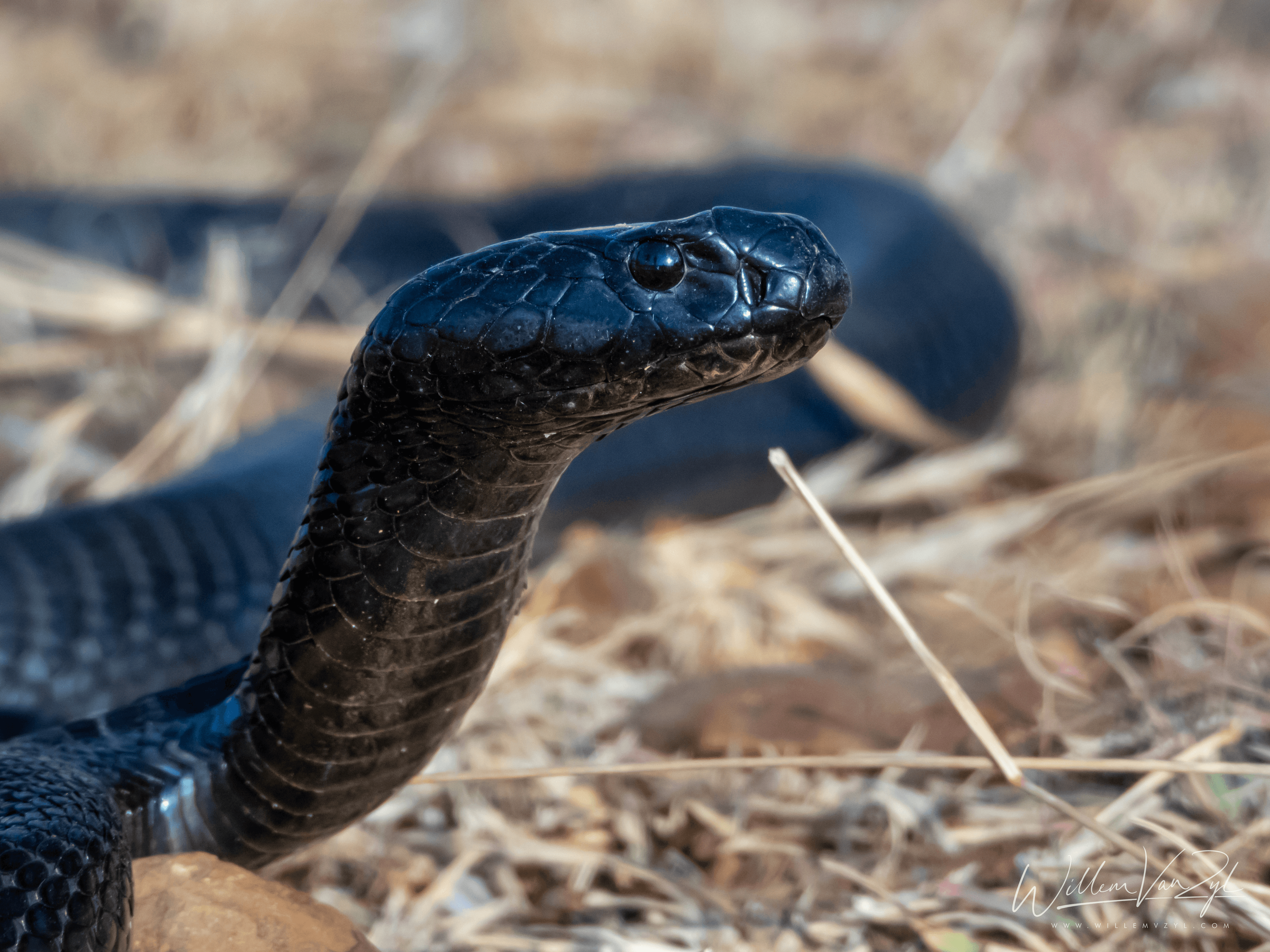 Black Spitting Cobra (Naja nigricincta woodi)