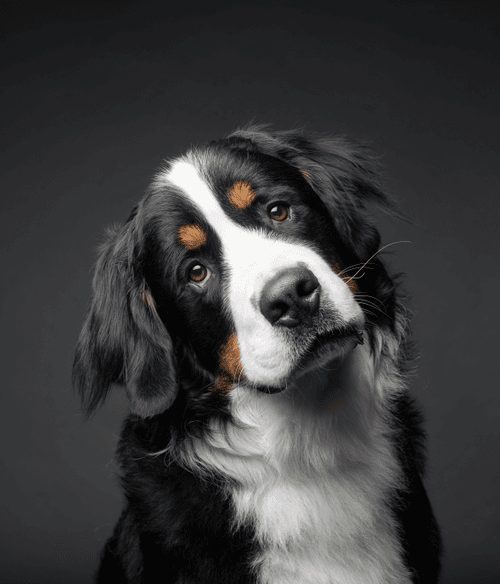 Bernese Mountain Dog #DA039