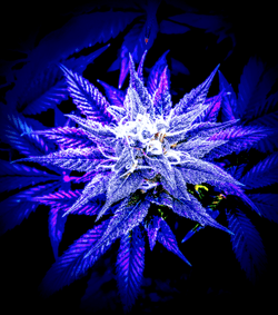 CannaHumans Cannabis Awareness Gear collection image