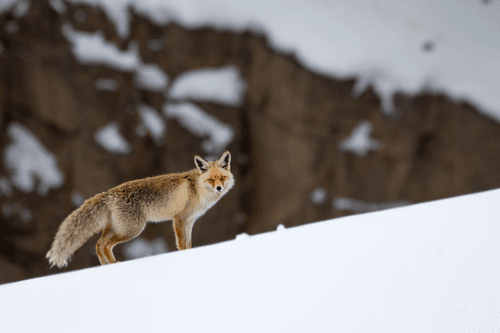 Wildlife of Himalaya