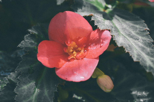 Flores De Maravillas