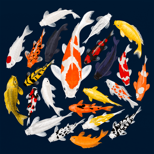 Fancy Carp