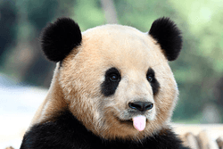 Panda-monium Collection collection image