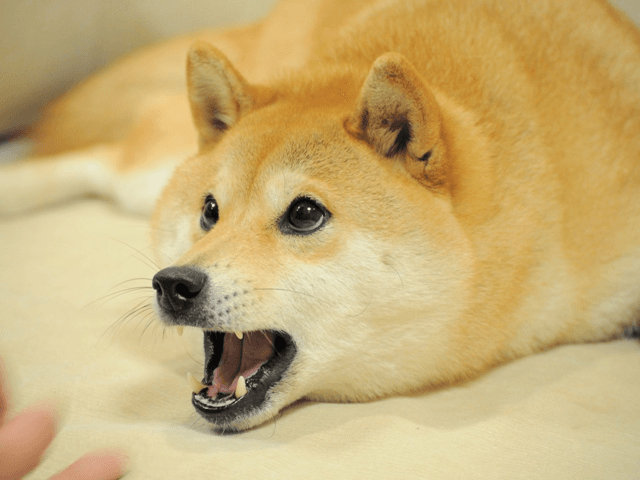 Shocked Doge