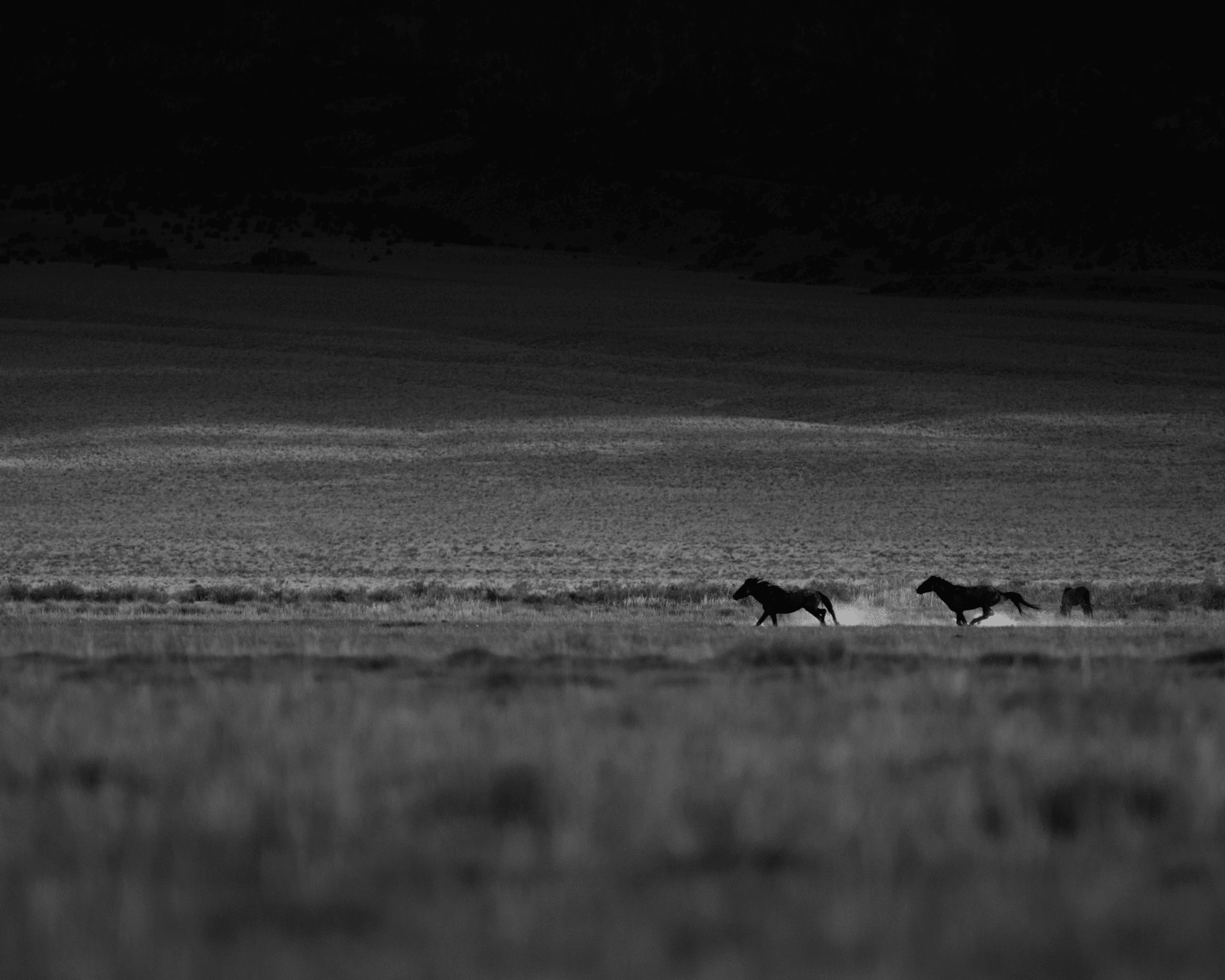 Wild Mustangs: Running (Dark)