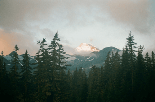 Alpine Summer
