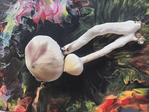 Reiki Magic Mushrooms Albino A+ strain