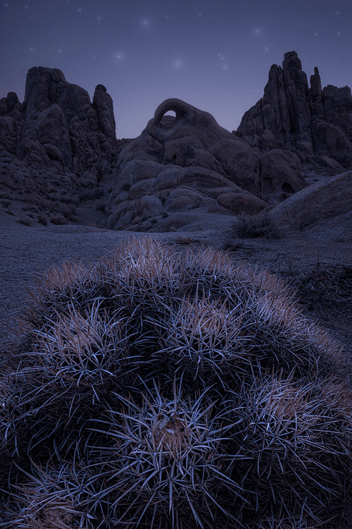 Twilight Dreams