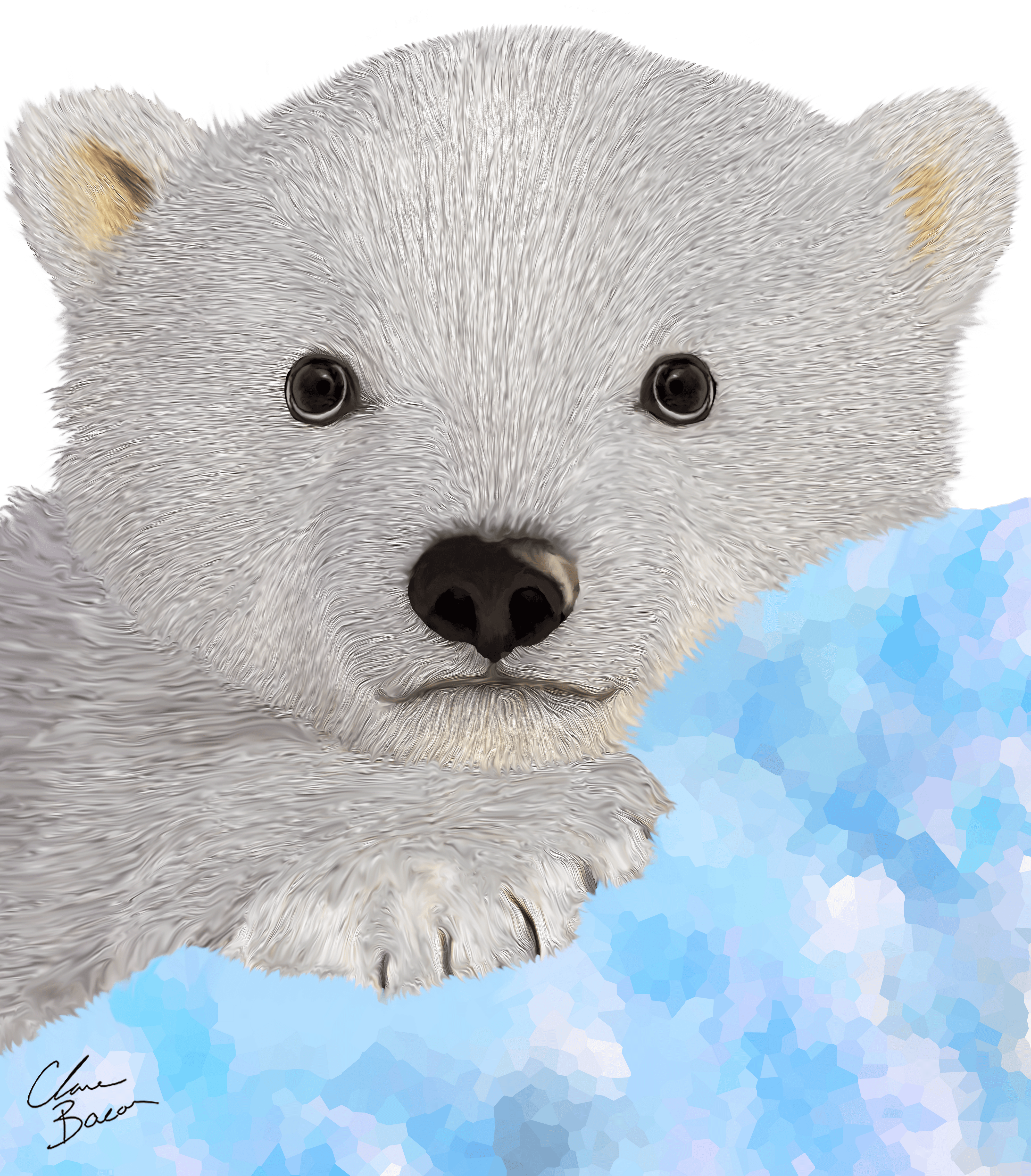 Baby Polar Bear (Ursus Maritimus)