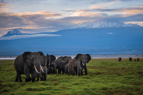 Hello from Amboseli #42